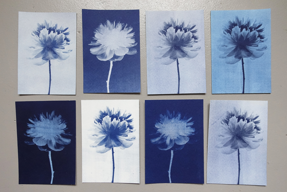 blauwdrukkaarten_pioenrozen